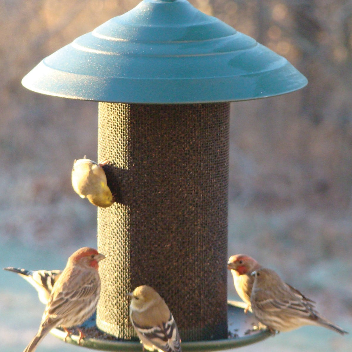 finch feeders