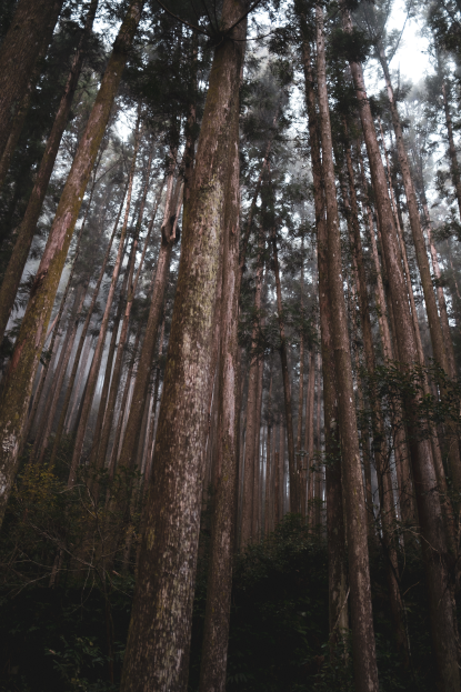 Tree vertical left