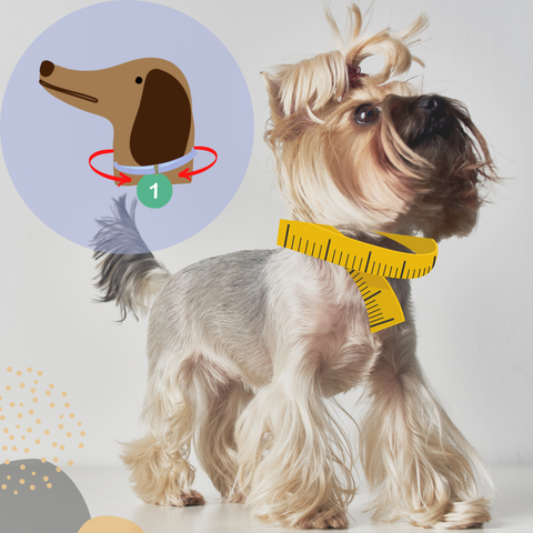 How yo measure your dog's neck circumference for a healing cone