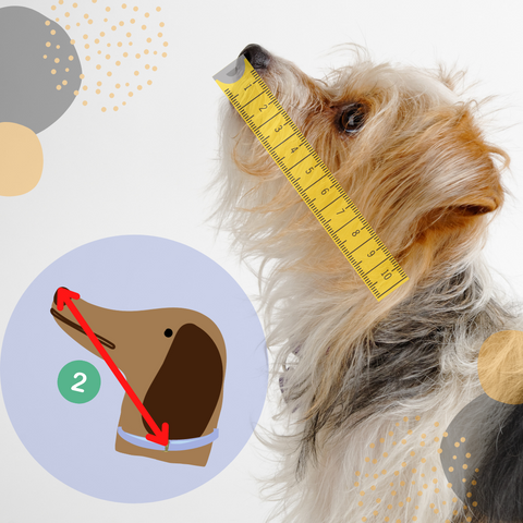 How to measure the length between your dog’s neck and the nose for healing cone
