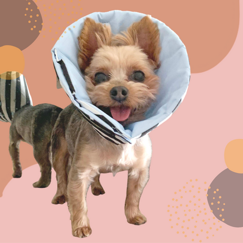 Tiny Yorkie wearing million dogs star stripe healing cone
