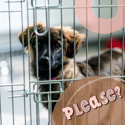 Mutt Begging in the crate