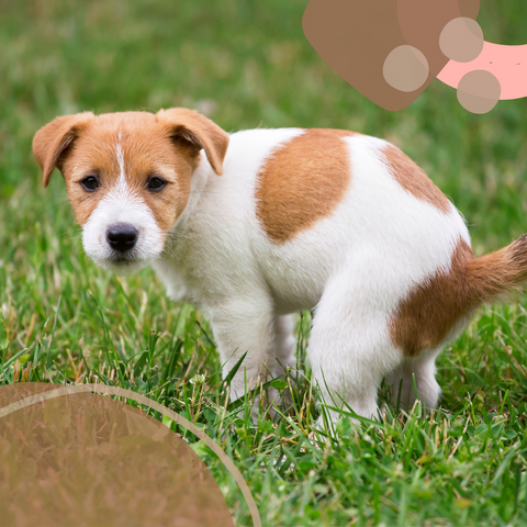 Pet Safety tips for first time puppy owners