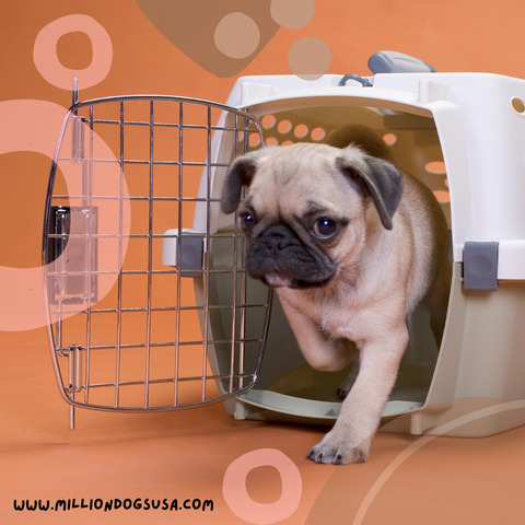 How to puppy proof your home Pug Million Dogs