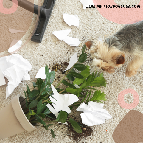 How to puppy proof your home Million Dogs