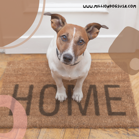 How to puppy proof your home Jack Russell Million Dogs