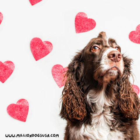 cockers paniel with valentine day heart background