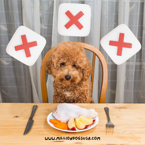 Dog Meal Planning Tips