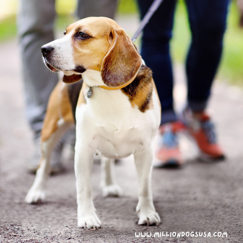 Beagle walking with owner. Things to know before getting a puppy.