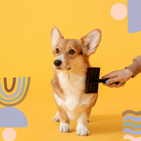Dog grooming tips for first time corgi puppy owners