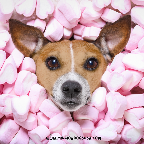 Cute dog with valentine's heart candy covered