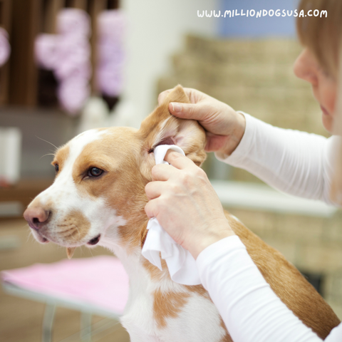 Cleaning dog ears tips. Things to know before getting a puppy