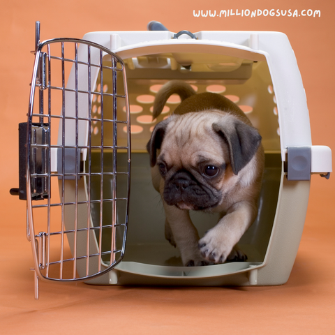Pug create trained. Things to know before getting a puppy