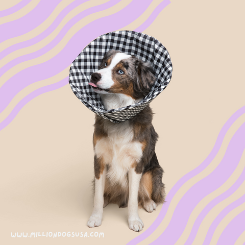 Dog wearing a comfortable healing cone from million Dogs