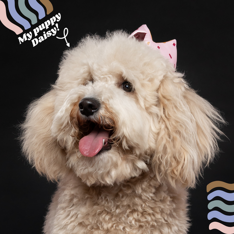 dog grooming tips for first time golden doodle puppy owners