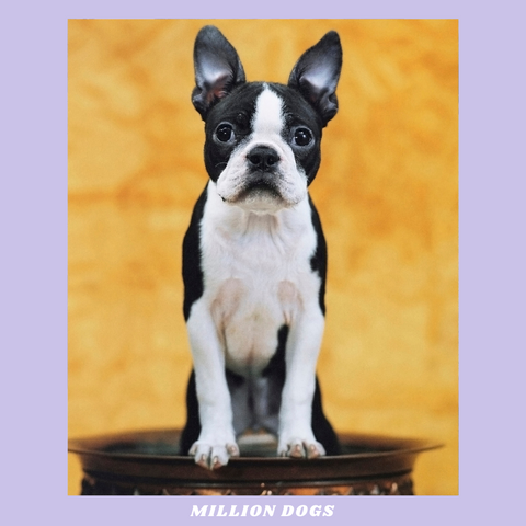Boston Terrier. Top 6 dog breeds for dink couples: Perfect companions for dual income no kids lifestyle