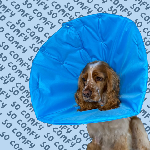 Cocker spaniel wearing million dogs comfy cone