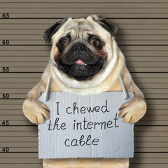 Pug holding the I chewed the internet cable sign