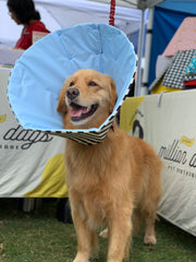 Golden Retriever wearing million dogs waterproof healing cone