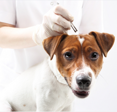 how long does a dog stay at the vet after neutering