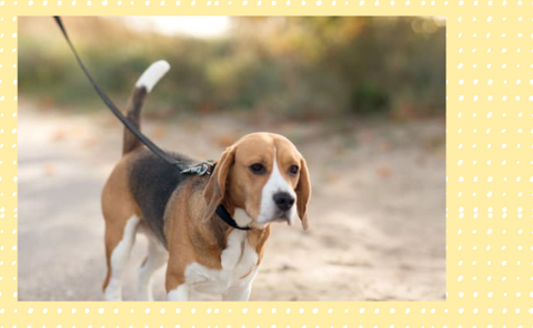 Beagle walking on his leash