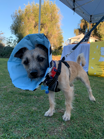 Million Dogs Healing Cone from Botanical garden dog walking day event