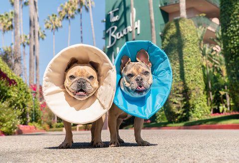 Frenchie bulldogs wearing million dogs soft healing cones in front of beverly hills hotels
