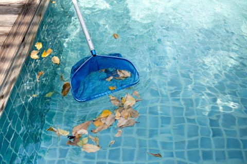 Scooping leaves from a swimming pool with a blue net