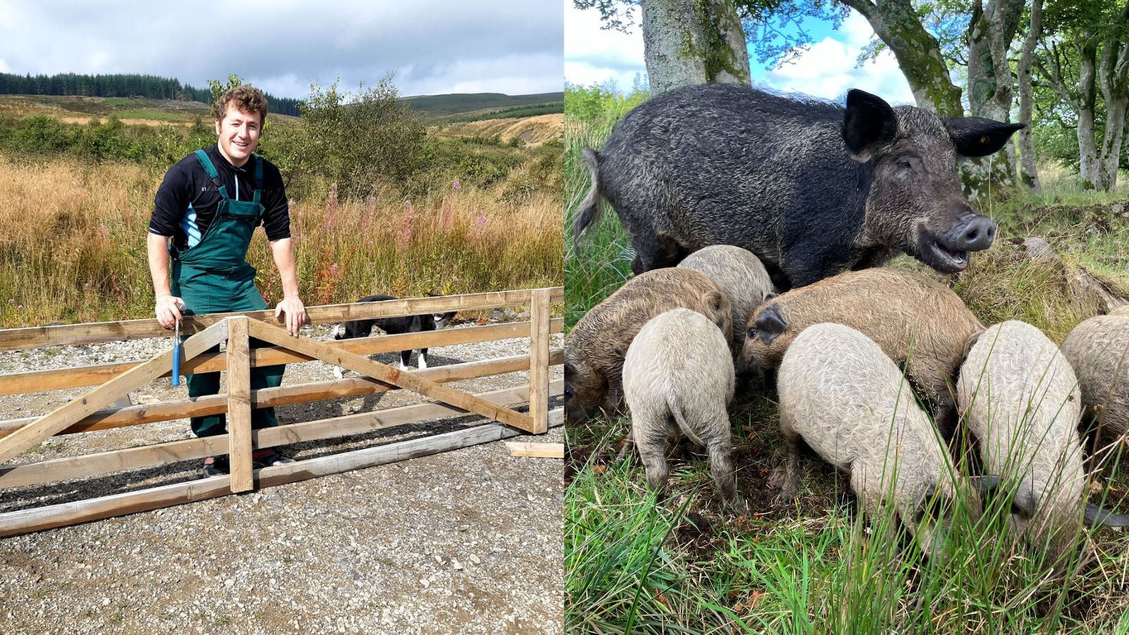 LEFT: David with a gate he made at Brodoclea | RIGHT: Happy pigs at Brodoclea