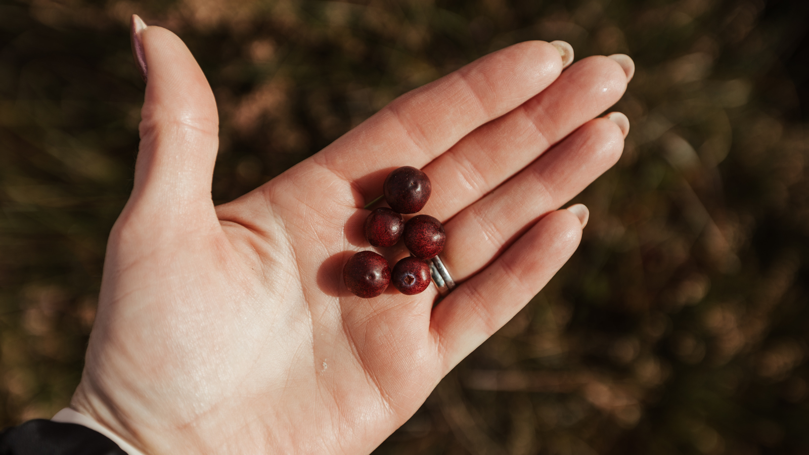 The Future Forest Company Peatland Cranberry