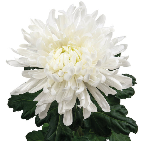 Chrysanthemums