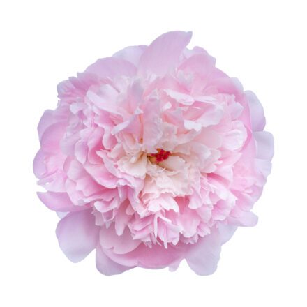 Peony