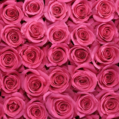 Rose Pink Floyd florali