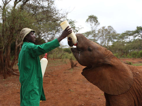 Elephant-Conservation-Sufferring-Apparel-com-DavidSheldrickBlog-1-1440x1080