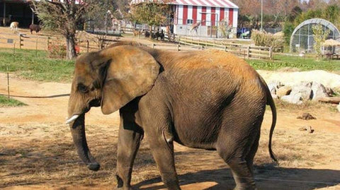 ASHA at NATURAL BRIDGE ZOO