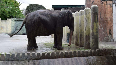 MALI at MANILA ZOO