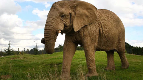 Elephant-Conservation-Sufferring-Apparel-com-LoneEleBlog-Mondula
