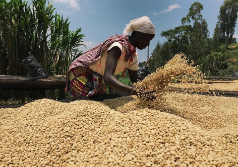 Rwanda - coffee beans drying