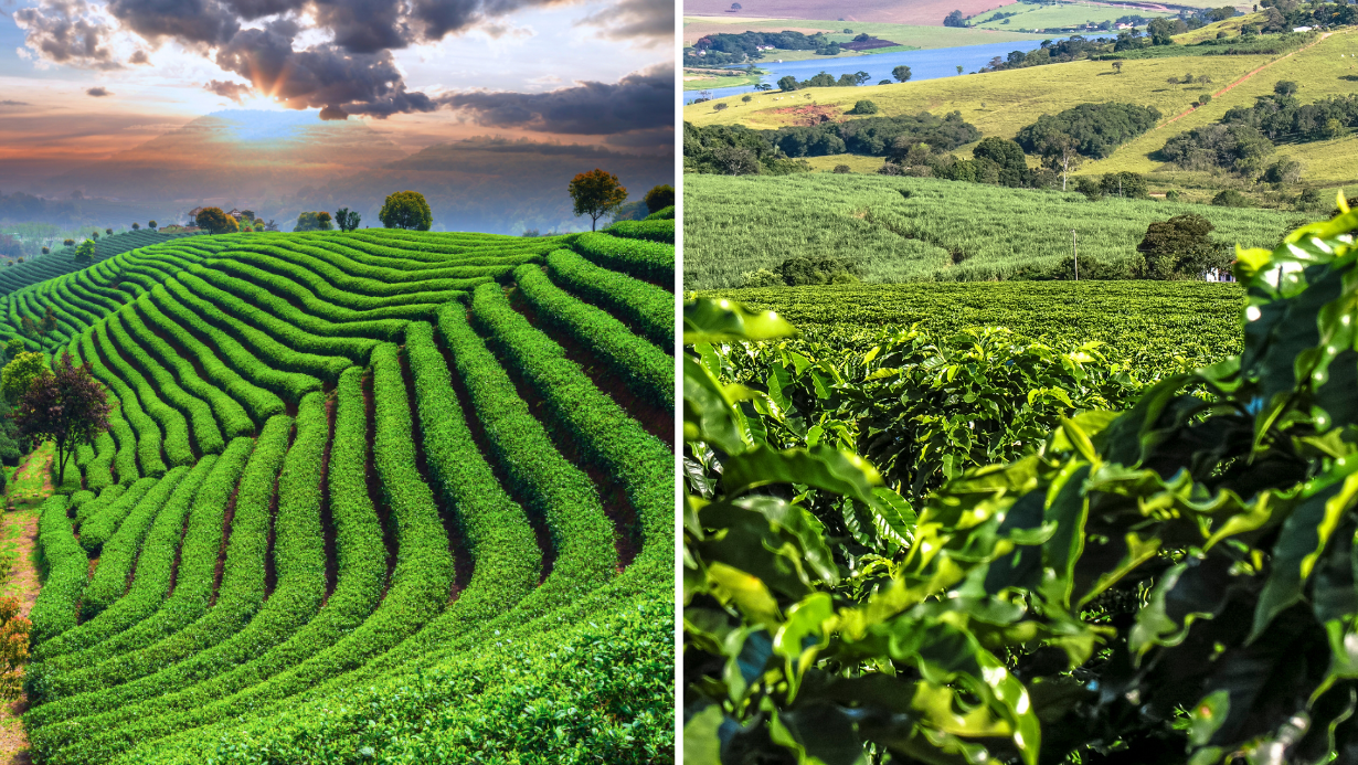 Matcha tea field matcha farm