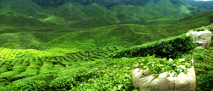 Japanese landscape of matcha green tea plantation