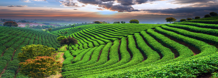 wonderful landscape of matcha green tea plantation in Uji Japan