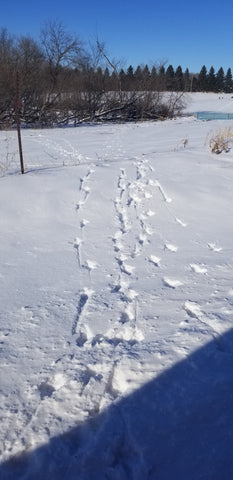 Turkey tracks in the winter snow by my cabin