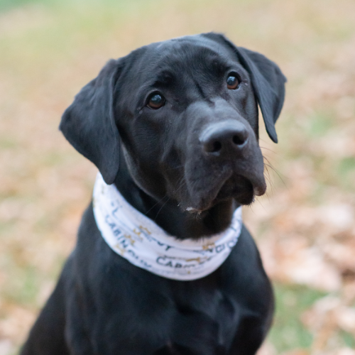 Dog at the Cabin wearing bandana