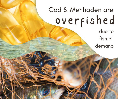 Cod and Menhaden are overfished due to fish oil demand