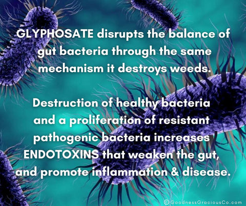 Glyphosate destroys beneficial bacteria in the microbiome through the same shikimate pathway it destroys weeds