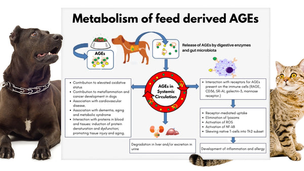 Metabolism of Advanced Glycation End Products and how they trigger the immune system to cause cancer diabetes allergies cardiovascular disease dementia cognitive dysfunction