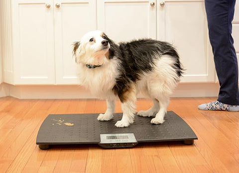 dog on scale weight loss progress on goodness gracious gently cooked dog food as shared by Bettervet Chief Veterinary Office DVM