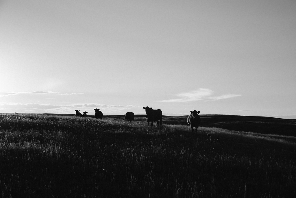 Cattle in New Zealand