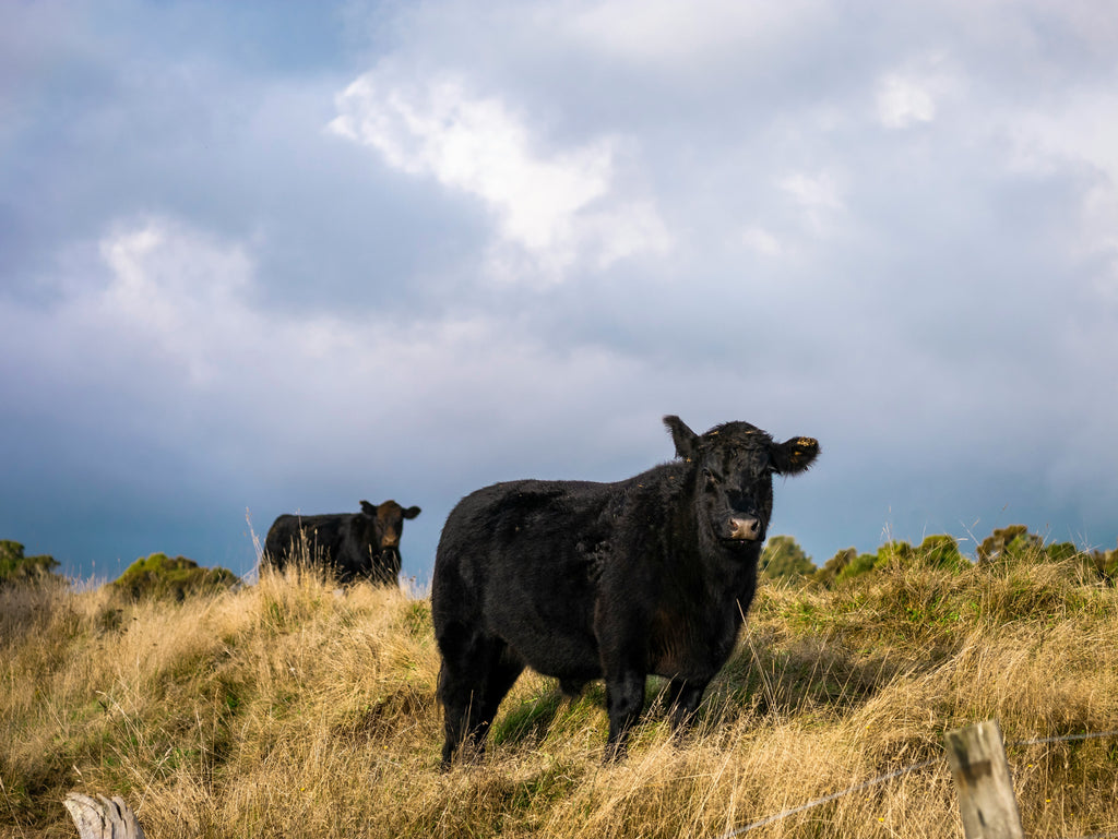 Argentian Black Angus cows in a field