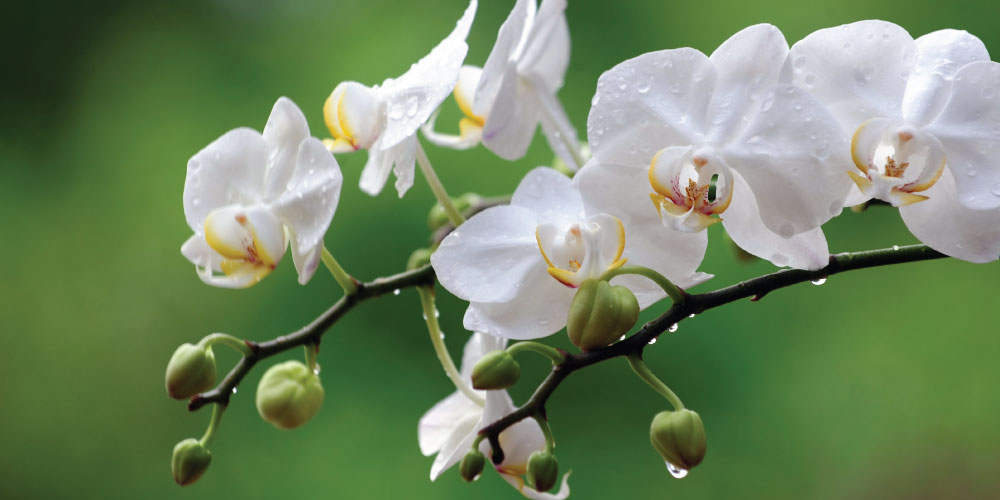 21grams-soul-white-orchid